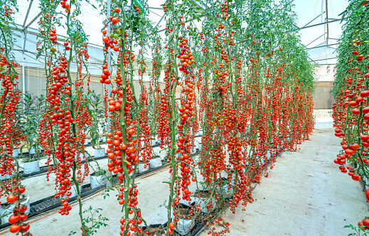Cherry Tomatoes ripen in a greenhouse garden. This is a nutritious food, vitamins are good for human health