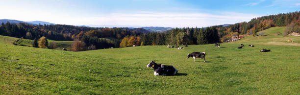 Landscape with forest, trees, mountains and black and white cows on verdant green pasture land in October. Black Forest, Germany.