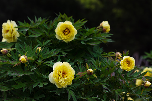 Yellow peony flower