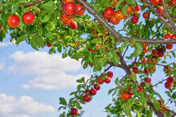 istock Fresh and organic plum fruits 1315343031