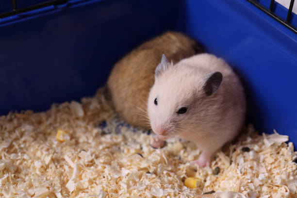 istock Cute little fluffy hamsters playing in cage 1315343868