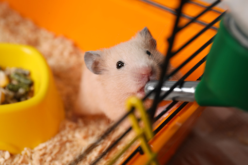 Cute little fluffy hamster drinking in cage