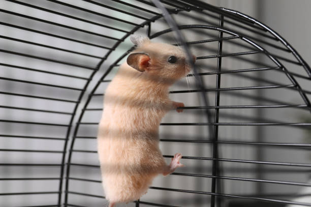 Cute little fluffy hamster climbing in cage