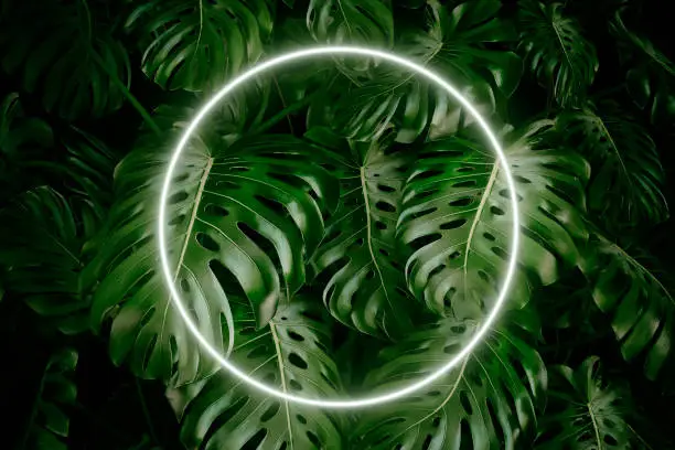 Lush foliage monstera natural leaves background, illuminated by a circle led neon light, 80's retro style. 3D rendered image.