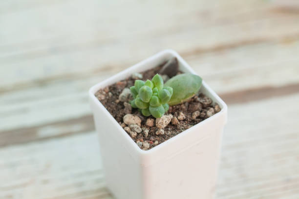 Pachyphytum compactum succulent houseplants in white pot