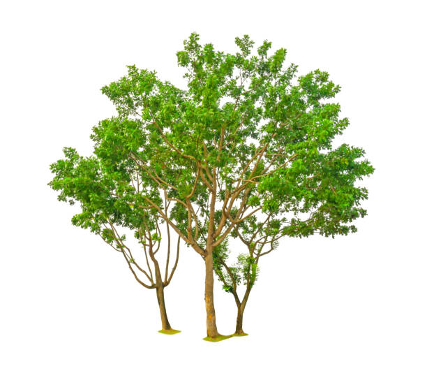 trzy drzewa izolowane, grupa mahoniu liści broad, znany jako wiele nazwy są false mahoń, honduras, duży liść, wiecznie zielone liście roślin dicut na białym tle z przycinania ścieżki - mogno zdjęcia i obrazy z banku zdjęć