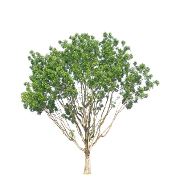 зеленое дерево изолированы, широкий лист mahogany, известный как многие имя ложное красное дерево, гондурас, большой лист, вечнозеленые листья � - mogno стоковые фото и изображения