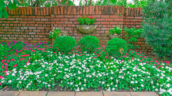 Colorful flowering plant in English cottage garden, white and red West Indian periwinkle blossom on green leaves and the flowerbase hanging on the brown natural clay brick wall background