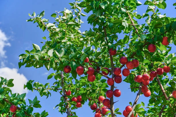 istock Fresh and organic plum fruits 1315346856