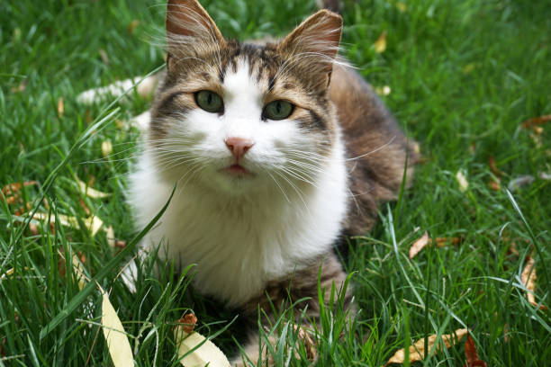 istock Beautiful cat in near plan 1315347705