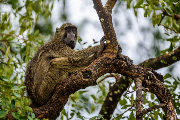 istock Baboon in Kruger NP in South Africa. 1315347833