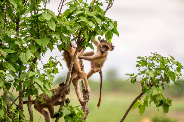 istock Baboon in Kruger NP in South Africa. 1315347945