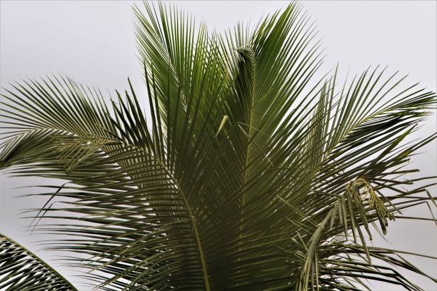 istock This is Natural View of Palm Trees 1315348121
