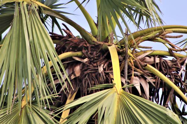 istock This is Natural View of Palm Tree 1315348295