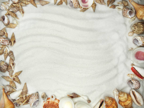 istock sea shells on white sand summer beach and holiday background with copy space 1315348693