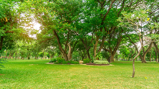 Césped de hierba verde lisa en el jardín de mantenimiento de buen cuidado, planta de floración, shurb y arbusto bajo sombreado de los robles de la lluvia en un parque photo