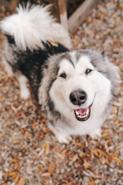istock Smiling Alaskan Malamute lying and relaxing outdoors 1315351265