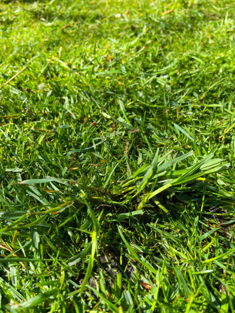 Full frame image of green grass lawn maintenance at the start of spring, clump of couch / twitch grass (Elymus repens), lawn weed problem, elevated view Stock photo showing elevated view of clump of Elymus repens (couch / twitch grass) which is considered a weed by gardeners. As part of spring lawn maintenance this clump will need to be dug out by it's roots. elymus stock pictures, royalty-free photos & images