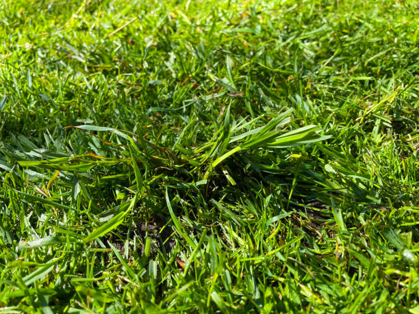Full frame image of green grass lawn maintenance at the start of spring, clump of couch / twitch grass (Elymus repens), lawn weed problem, elevated view Stock photo showing elevated view of clump of Elymus repens (couch / twitch grass) which is considered a weed by gardeners. As part of spring lawn maintenance this clump will need to be dug out by it's roots. elymus stock pictures, royalty-free photos & images