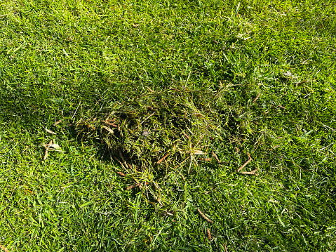 Stock photo showing elevated view of scarified and raked grass with pile of thatch and moss, as part of spring lawn maintenance.