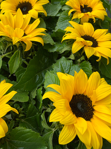 Stock photo showing close-up, elevated view of containers planted with yellow flowering dwarf sunflowers (Helianthus annuus hybrid) for sale at supermarket garden centre.