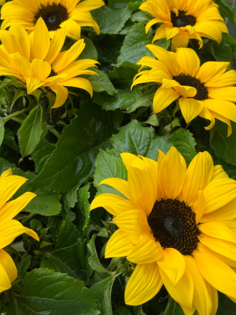 Photo of Full frame image of group of yellow blooming dwarf sunflowers (Helianthus annuus hybrid) in plant pots for sale at supermarket garden centre, focus on foreground, elevated view