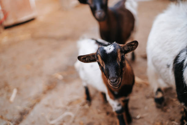 istock Dwarf goats at petting zoo 1315352709