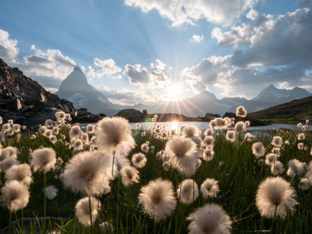 flores e lago alpino abaixo da famosa montanha matterhorn - matterhorn swiss culture european alps mountain - fotografias e filmes do acervo