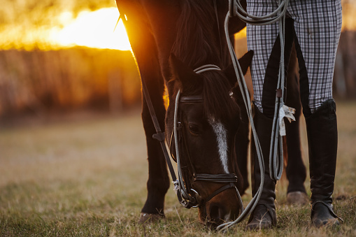 Female horse trainer spending a tranquil moment with a horse on pasture with wonderful sunset in background, front view