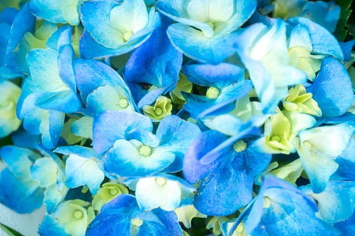 A light blue hydrangea flower that blooms softly in a gentle light