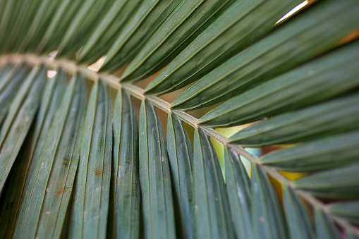 Palm leaf close up. Texture tropical plant leaf in tropic jungle climate. High quality photo