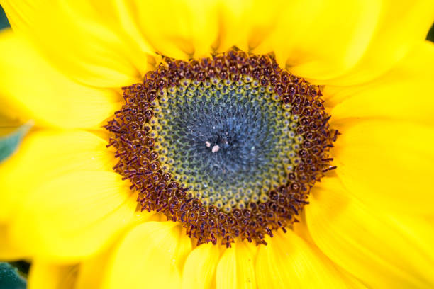 die mitte der sonnenblume - daisy sunflower stock-fotos und bilder