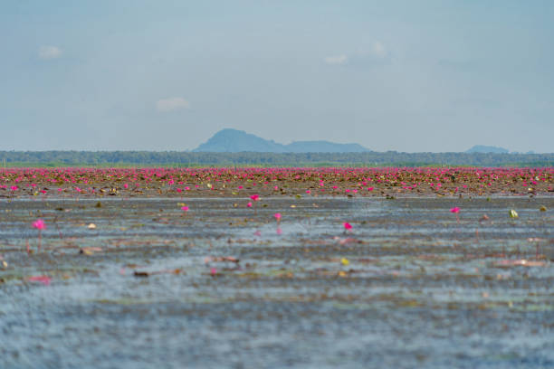 różowe kwiaty lotosu w stawie, morzu lub jeziorze w parku narodowym w thale noi, songkhla, tajlandia. tło krajobrazu przyrody. - victoria water lily zdjęcia i obrazy z banku zdjęć