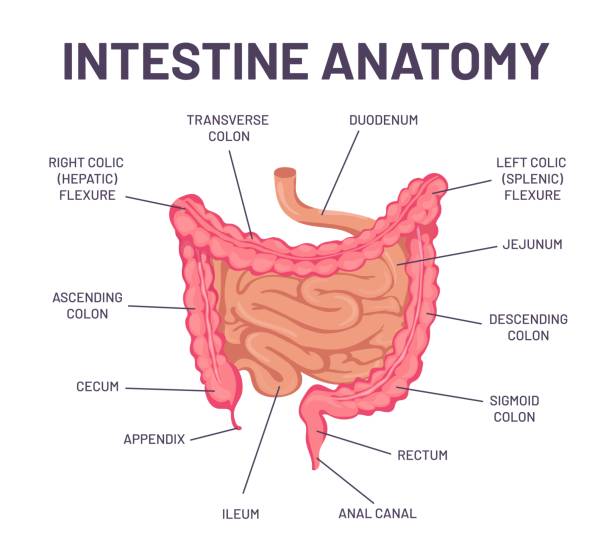 illustrations, cliparts, dessins animés et icônes de anatomie intestinale. infographie d’entrailles de système digestif de corps humain avec le du duodéno, le côlon et le jejunum. structure interne de vecteur d’organe abdominal - intestin grêle humain