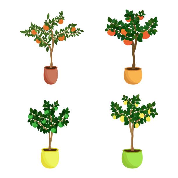 istock Citrus fruit trees set. Home saplings of tangerine, grapefruit, lemon and lime in flowerpots. Vector illustration 1315356863