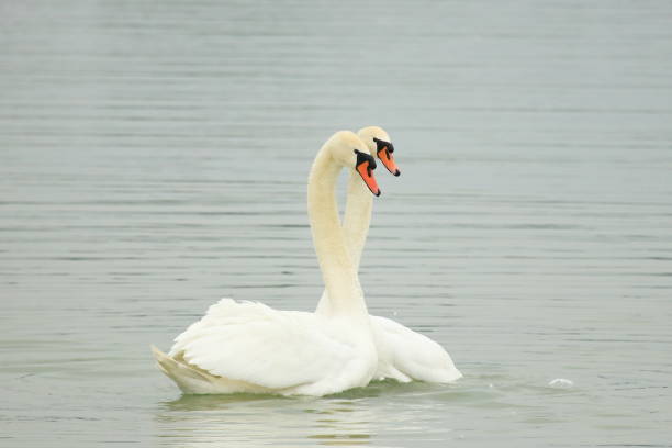 istock Swans courtship on the lake 1315357936