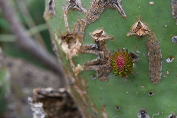 the baby thorn Baby leaf of a prickly pear cactus in Canary island is coming out to the world cactus scar stock pictures, royalty-free photos & images