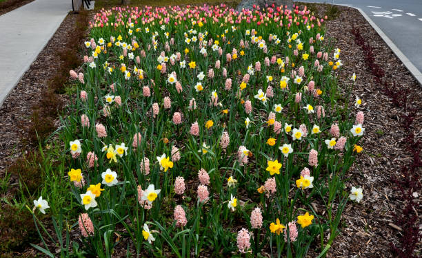 istock on the square with benches and a trash can is a flower bed with bulbs that bloom in dense distance. A bicycle path leads around with a bicycle symbol on the road. gardening takes care of everything 1315358856