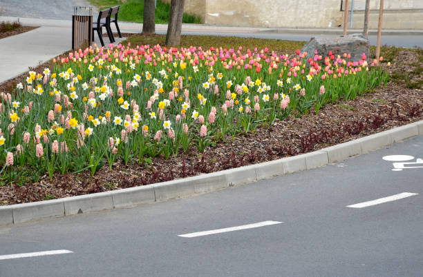 istock on the square with benches and a trash can is a flower bed with bulbs that bloom in dense distance. A bicycle path leads around with a bicycle symbol on the road. gardening takes care of everything 1315358897