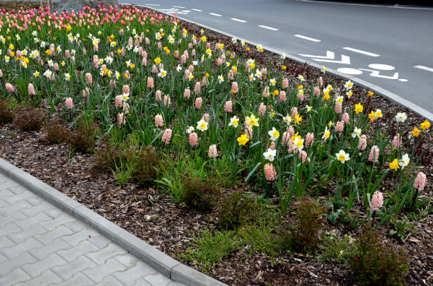 istock on the square with benches and a trash can is a flower bed with bulbs that bloom in dense distance. A bicycle path leads around with a bicycle symbol on the road. gardening takes care of everything 1315358945