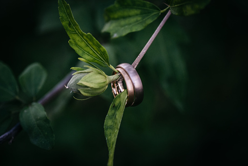 Wedding rings hanging on a green flower stalk