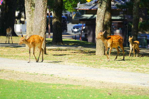 istock Japanese Deer at Nara Park, Nara Pref., Japan 1315359977