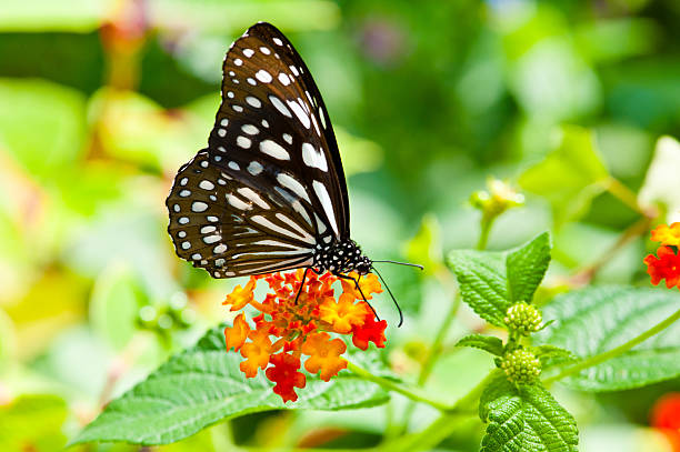 istock The butterfly and flower 131536322