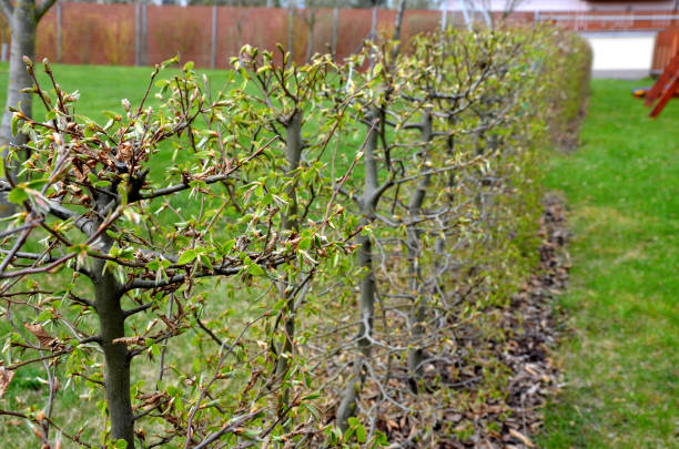 istock hornbeam green hedge in spring lush leaves let in light trunks and larger branches 1315363786