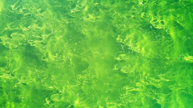 Green Liquid - Loopable Background Animation - Reflective Surface, Abstract