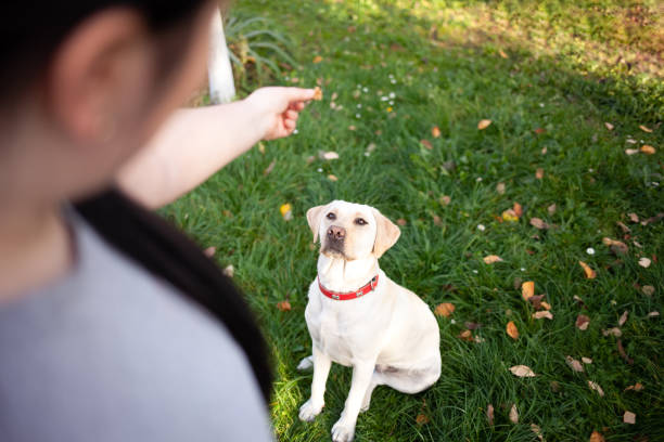Young girl teaching her golden retriever to sit down and playing, copy space