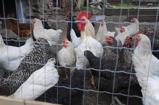 cage free or free range chicken in farming and livestock breeding