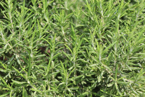 istock Rosemary, Salvia Rosmarinus 1315365751
