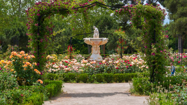 ROSES IN THE RETIRO PARK OF MADRID