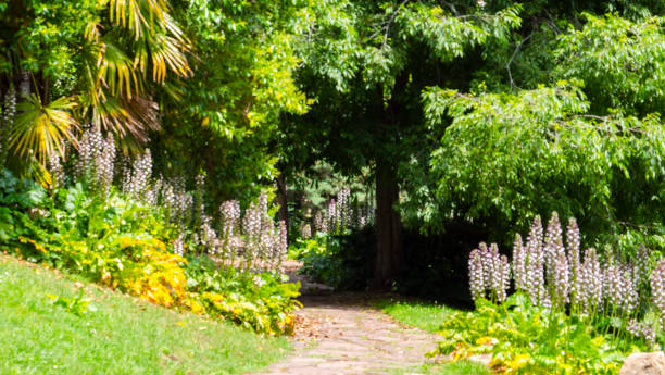hermoso jardín acanthus en el parque retiro - acanto fotografías e imágenes de stock